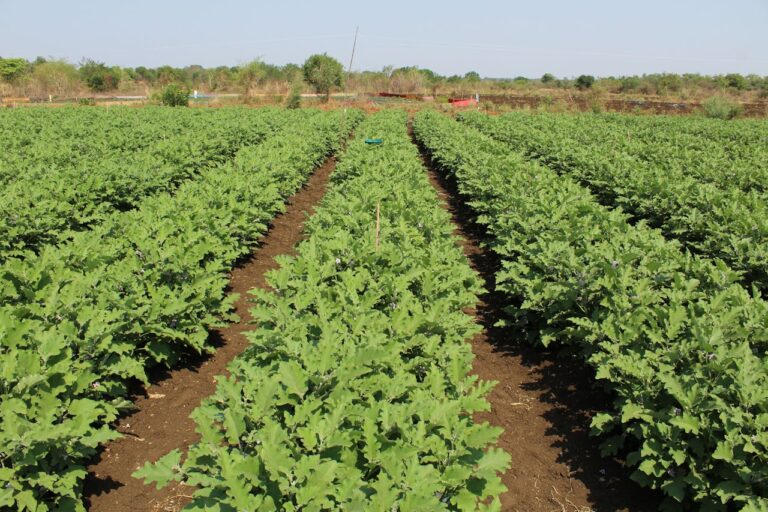 Como a matéria orgânica do solo influencia a decisão de usar quelatados
